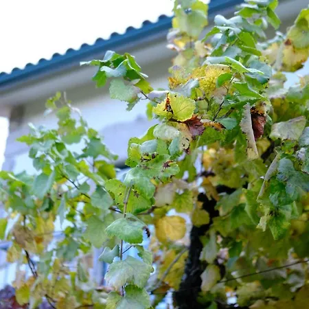 Casa Velha * Paradamonte